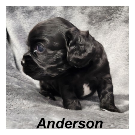 puppy, for, sale, Cockilear, Joe & Cherri  Overlease, dog, breeder, Miller, MO, dog-breeder, puppy-for-sale, forsale, nearby, find, puppyfind, locator, puppylocator, aca